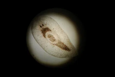 Глаз Стрекозы под микроскопом - 41 фото