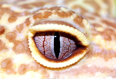Геккон Глаз Рептилии - Бесплатное фото на Pixabay - Pixabay