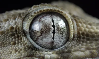 Обои глаз крокодила, глаза диких животных, рептилии, eye crocodile, wild  eyes, reptilies, Животные #10124