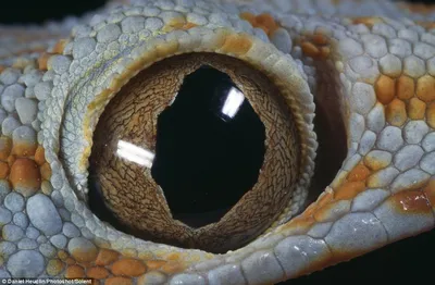 Глаз рептилии - 91 фото