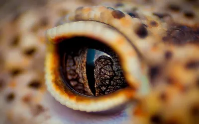 Глаз рептилии» — создано в Шедевруме