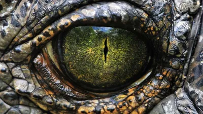 Желтые глаза рептилии арты - 56 фото