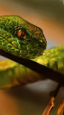 Бесплатное изображение: гадюка, змея, голова, дикая природа, яд, глаз,  змея, рептилия