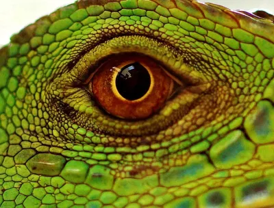 Глаза рептилий и земноводных. | Пикабу