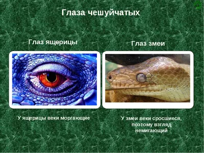 Карнавальные контактные линзы Adria Crazy - Глаз рептилии, в наборе 1шт  купить недорого в Москве в интернет-магазине Maxi-Land