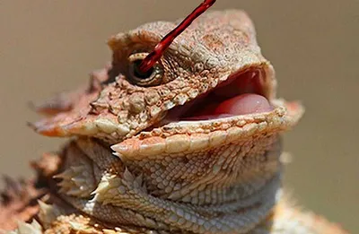 Как нарисовать цветными карандашами глаз рептилии. How to draw a lizard's  eye with colored pencils. - YouTube