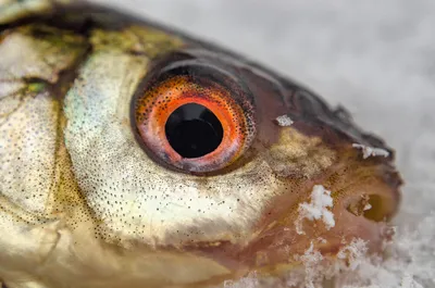 Глаз рыбы фото фото
