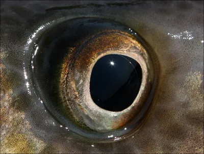 Четырёхглазка: Рыба поделила свои глаза на две части. Функционал как у 4  отдельных глаз! Зачем такая манипуляция? | Книга животных | Дзен