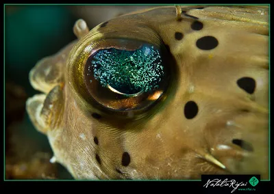 Скумбрия глаза рыб, конец-Вверх Стоковое Изображение - изображение  насчитывающей глаз, макрос: 54418063