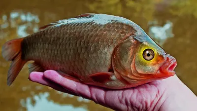 Можно ли есть рыбьи глаза? | fish2o | производитель премиум лосося | Дзен