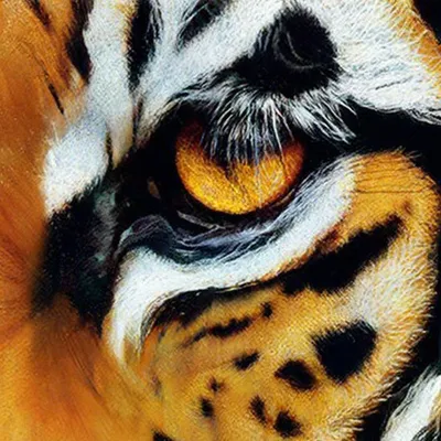 Глаза тигра. | Пикабу