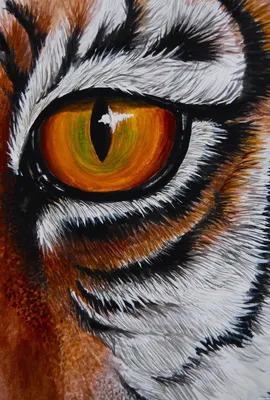 радужки глаз тигра для печати: 9 тыс изображений найдено в Яндекс.Картинках  | Ball drawing, Art drawings, Drawings