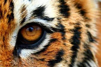 Крупный глаз тигра во весь рис …» — создано в Шедевруме
