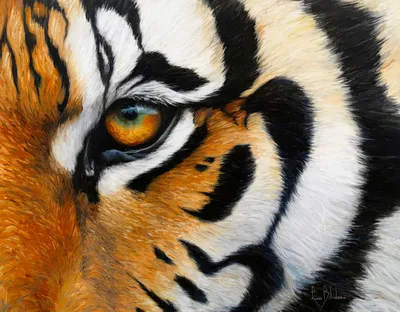 глаз тигра рядом фото стоковое изображение. изображение насчитывающей бобра  - 225769295
