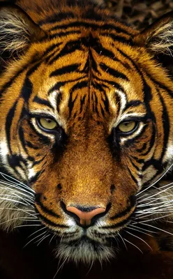 Жёлтый глаз тигра» — создано в Шедевруме