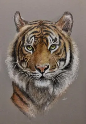 Tiger's eye 🐅 Глаз тигра Идея тигриных полос на глазах не нова, но мне  внезапно захотелось ее осуществить. Даже записала короткое видео с … |  Instagram