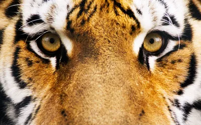 Картина на досках \"Тигр. Глаз Тигра \" - купить по низкой цене в  интернет-магазине OZON (252354965)