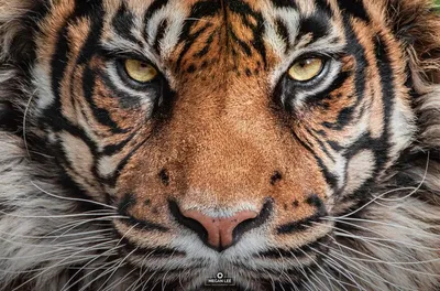 Желтый глаз тигра» — создано в Шедевруме