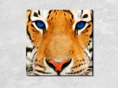 Взгляд Тигра - Go Puzzle