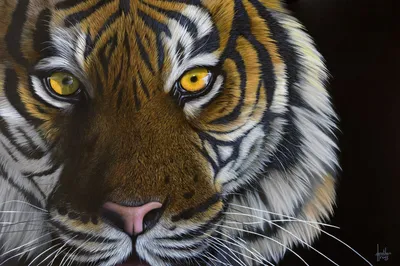 Глаз Тигра, Ястребиный Глаз, cdr, млекопитающее, нарисованное png | PNGWing