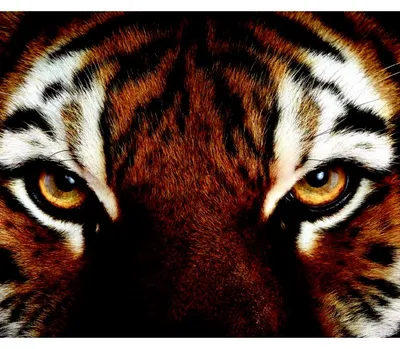 Тату глаз тигр - 3 Фото и значение татуировок 2024