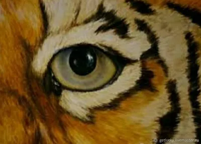 Картина по номерам Взгляд тигра, Rainbow Art, GX8767 - описание, отзывы,  продажа | CultMall