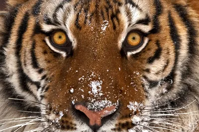 Купить Картины по номерам 40х50 «Взгляд тигра» по привлекательной цене во  Владивостоке