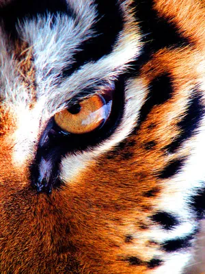 радужки глаз тигра для печати: 9 тыс изображений найдено в Яндекс.Картинках  | Iris eye, Marc quinn, Iris