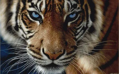 Глаза тигра картинки (47 фото) » Юмор, позитив и много смешных картинок