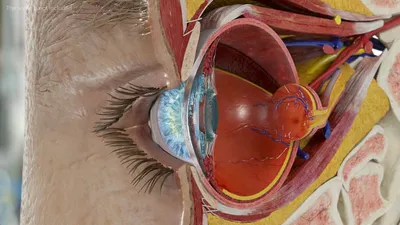 Анатомия глаза человека: строение и функции. Просто и доступно