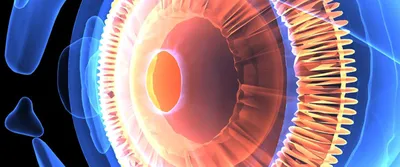 Человеческий глаз в разрезе 3D модель - Скачать Анатомия на 3DModels.org