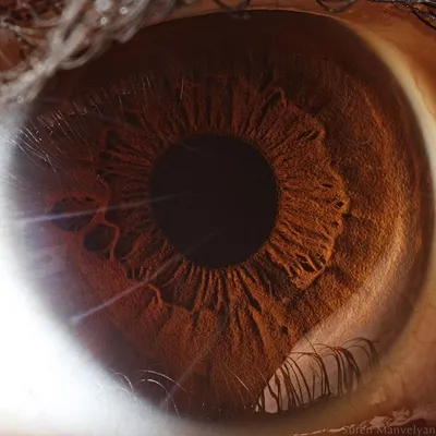Уникальная природа человеческих глаз ▷ Socratify.Net
