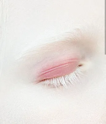 фиолетовые глаза альбинос｜TikTok Search