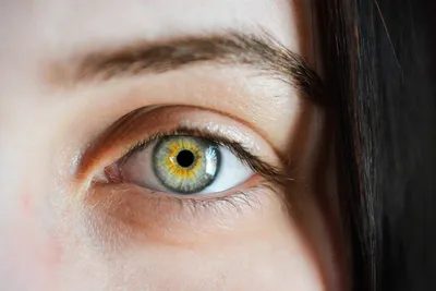 Радужка глаза: строение, функции, болезни и особенности