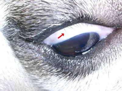 Выскочил ячмень на глазу на кожном болезни: террористы взорвали  человеческого глаза Стоковое Изображение - изображение насчитывающей  заболевание, персона: 188795205