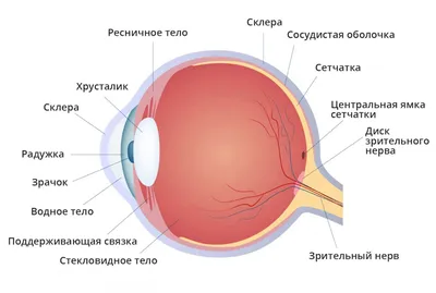 Глаз и зрение. Глазные болезни | Глаза, Болезнь, Биология