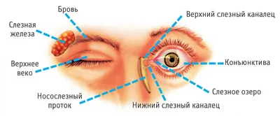 Какие бывают болезни сетчатки глаза - Офтальмологические клиники «Эксимер»  (Одесса) - диагностика и лечение заболеваний глаз у взрослых и детей