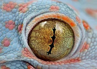 Глаза ящериц и лягушек (8 фото) » Интересные факты: самое невероятное и  любопытное в мире
