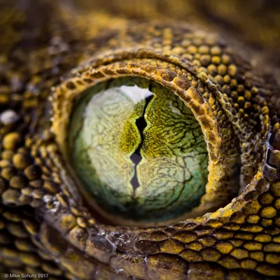 Глаз ящерицы рисунок - 68 фото
