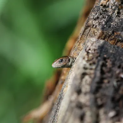 Взорвать глаза фотографии макротипа ящерицы этого хладнокровно животное  рептилии Стоковое Фото - изображение насчитывающей макрос, гад: 190207036