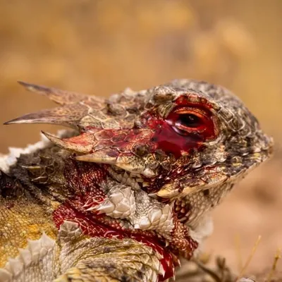 Ящерица часто прикрывает правый глаз.