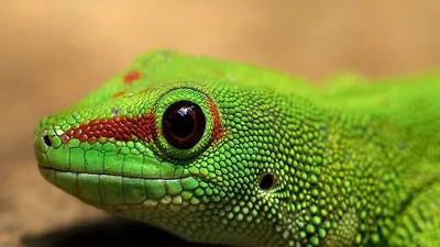 Скачать обои глаза, ящерица, кожа, eyes, lizard разрешение 1920x1080 #1356