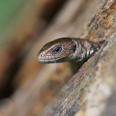 Глаз детали дракона ящерицы рептилию бородатой Стоковое Фото - изображение  насчитывающей головка, маштабы: 205843944