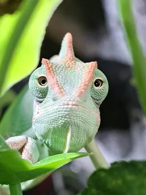 Как выглядят глаза-хамелеоны? «Ochkov.net»