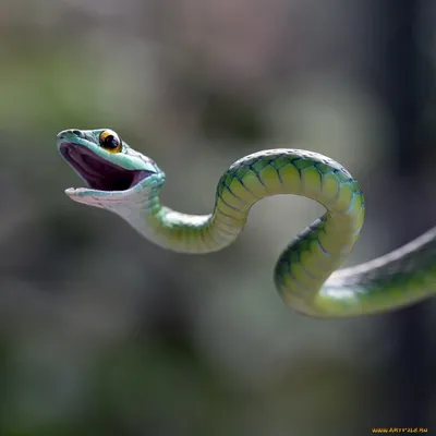 Змейка кобры короля стоковое изображение. изображение насчитывающей глаз -  67864411