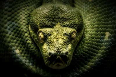 Глаза змеи - 67 фото