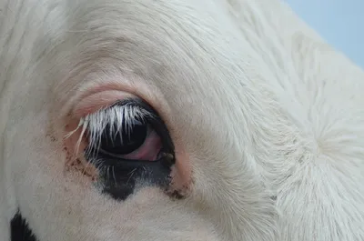 Глаза коровы фото фото