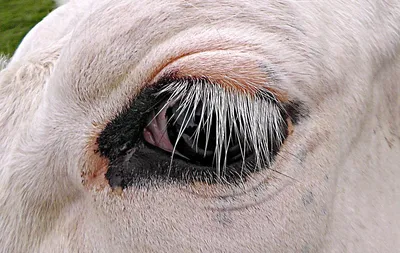 глаз коровы, крупный план» — создано в Шедевруме