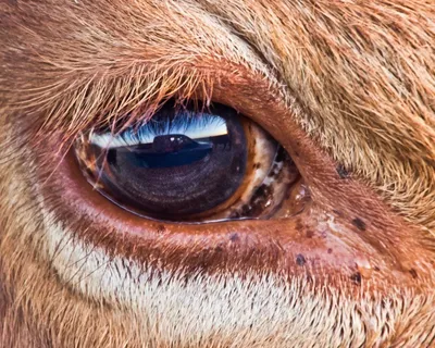 глаз коровы стоковое изображение. изображение насчитывающей зрачок -  12227161