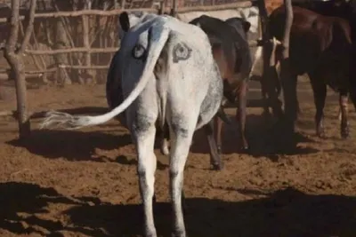Улучшенное зрение у коров? - Kompetenzförderung Milch in Kasachstan
